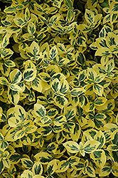 Emerald 'n' Gold Wintercreeper (Euonymus fortunei 'Emerald 'n' Gold') at Echter's Nursery & Garden Center