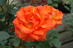 Gingersnap Rose (Rosa 'Gingersnap') at Echter's Nursery & Garden Center