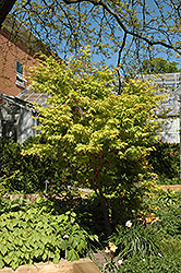 Coral Bark Japanese Maple (Acer palmatum 'Sango Kaku') at Echter's Nursery & Garden Center