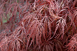 Crimson Queen Japanese Maple (Acer palmatum 'Crimson Queen') at Echter's Nursery & Garden Center