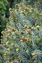 Papoose Dwarf Sitka Spruce (Picea sitchensis 'Papoose') at Echter's Nursery & Garden Center