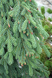 Weeping White Spruce (Picea glauca 'Pendula') at Echter's Nursery & Garden Center
