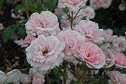 Bonica Rose (Rosa 'Meidomonac') at Echter's Nursery & Garden Center