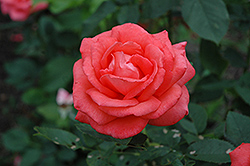 Tropicana Rose (Rosa 'Tropicana') at Echter's Nursery & Garden Center