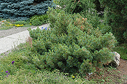 Macopin Eastern White Pine (Pinus strobus 'Macopin') at Echter's Nursery & Garden Center