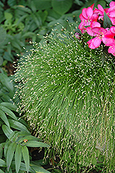 Fiber Optic Grass (Isolepis cernua) at Echter's Nursery & Garden Center