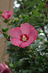 Woodbridge Rose of Sharon (Hibiscus syriacus 'Woodbridge') at Echter's Nursery & Garden Center