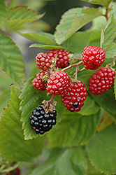 Black Satin Thornless Blackberry (Rubus fruticosus 'Black Satin') at Echter's Nursery & Garden Center