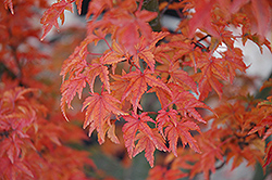 Lions Head Japanese Maple (Acer palmatum 'Shishigashira') at Echter's Nursery & Garden Center