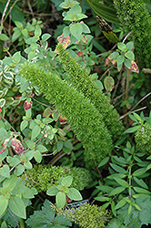 Asparagus Fern (Asparagus densiflorus) at Echter's Nursery & Garden Center