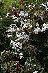 Climbing Jasmine (Jasminum polyanthum) at Echter's Nursery & Garden Center