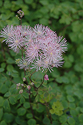 Meadow Rue (Thalictrum aquilegiifolium) at Echter's Nursery & Garden Center