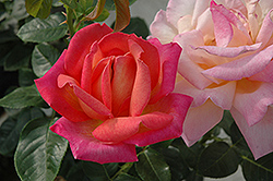 Chicago Peace Rose (Rosa 'Chicago Peace') at Echter's Nursery & Garden Center