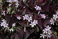 Purple Shamrock (Oxalis regnellii 'Triangularis') at Echter's Nursery & Garden Center