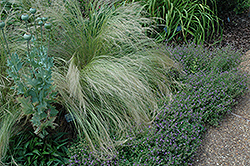 Mexican Feather Grass (Nassella tenuissima) at Echter's Nursery & Garden Center