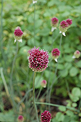 Drumstick Allium (Allium sphaerocephalon) at Echter's Nursery & Garden Center