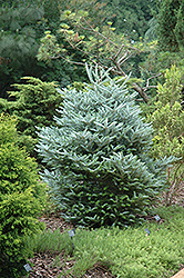 Silver Korean Fir (Abies koreana 'Silberlocke') at Echter's Nursery & Garden Center