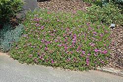 Purple Ice Plant (Delosperma cooperi) at Echter's Nursery & Garden Center