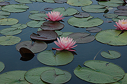 Attraction Hardy Water Lily (Nymphaea 'Attraction') at Echter's Nursery & Garden Center