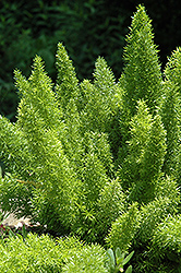 Foxtail Fern (Asparagus meyeri) at Echter's Nursery & Garden Center
