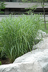 Zebra Grass (Miscanthus sinensis 'Zebrinus') at Echter's Nursery & Garden Center