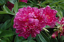 Victoire de la Marne Peony (Paeonia 'Victoire de la Marne') at Echter's Nursery & Garden Center