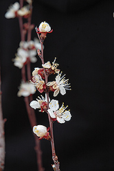 Chinese Apricot (Prunus armeniaca 'Chinese') at Echter's Nursery & Garden Center