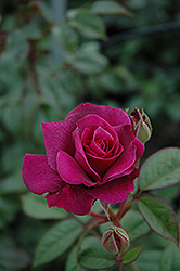 Intrigue Rose (Rosa 'Intrigue') at Echter's Nursery & Garden Center