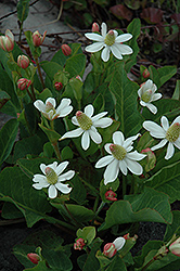 Yerba Mansa (Anemopsis californica) at Echter's Nursery & Garden Center