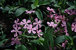 Max Frei Soapwort (Saponaria lempergii 'Max Frei') at Echter's Nursery & Garden Center