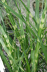 Porcupine Grass (Miscanthus sinensis 'Porcupine') at Echter's Nursery & Garden Center