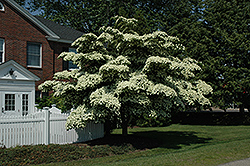 Chinese Dogwood (Cornus kousa) at Echter's Nursery & Garden Center