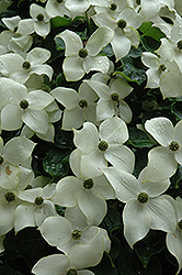 Chinese Dogwood (Cornus kousa) at Echter's Nursery & Garden Center