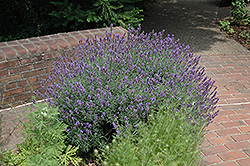 English Lavender (Lavandula angustifolia) at Echter's Nursery & Garden Center