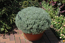 Curry Plant (Helichrysum italicum) at Echter's Nursery & Garden Center