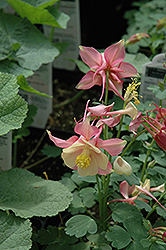 Swan Pink and White Columbine (Aquilegia 'Swan Pink and White') at Echter's Nursery & Garden Center