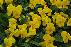 Sorbet XP Yellow Pansy (Viola 'Sorbet XP Yellow') at Echter's Nursery & Garden Center