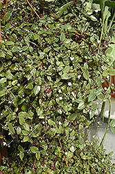 Bridal Veil Spiderwort (Tradescantia 'Bridal Veil') at Echter's Nursery & Garden Center