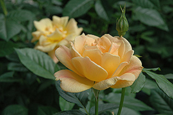 Easy Going Rose (Rosa 'HARflow') at Echter's Nursery & Garden Center