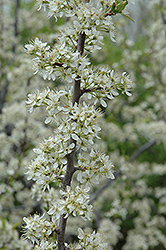 Santa Rosa Plum (Prunus 'Santa Rosa') at Echter's Nursery & Garden Center