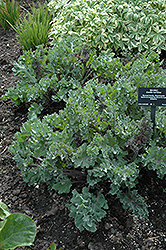 Sea Kale (Crambe maritima) at Echter's Nursery & Garden Center