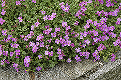 Purple Rock Cress (Aubrieta deltoidea) at Echter's Nursery & Garden Center