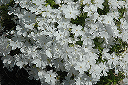 White Delight Moss Phlox (Phlox subulata 'White Delight') at Echter's Nursery & Garden Center