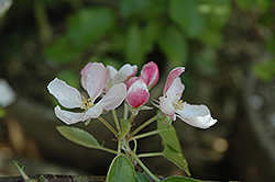 Braeburn Apple (Malus 'Braeburn') at Echter's Nursery & Garden Center