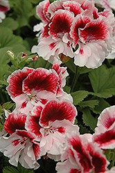 Elegance Crystal Rose Geranium (Pelargonium 'Elegance Crystal Rose') at Echter's Nursery & Garden Center