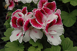 Elegance Royalty White Geranium (Pelargonium 'Elegance Royalty White') at Echter's Nursery & Garden Center