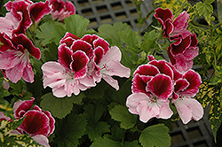 Elegance Purple Majesty Geranium (Pelargonium 'Elegance Purple Majesty') at Echter's Nursery & Garden Center