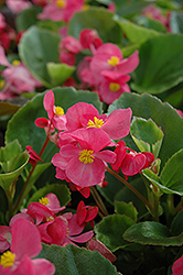 Prelude Rose Begonia (Begonia 'Prelude Rose') at Echter's Nursery & Garden Center