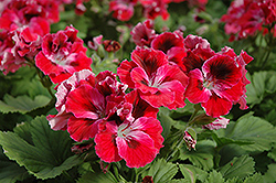 Elegance Red Velvet Geranium (Pelargonium 'Elegance Red Velvet') at Echter's Nursery & Garden Center