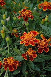 Durango Flame Marigold (Tagetes patula 'Durango Flame') at Echter's Nursery & Garden Center